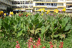 Flowers, Mysore