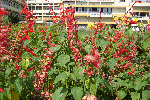 Flowers, Mysore