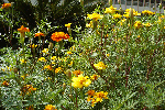 Garden, Mysore