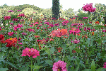 Flowers -Dariya Daulat Bagh