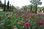 Flowers -Dariya Daulat Bagh