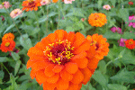 Flowers -Dariya Daulat Bagh